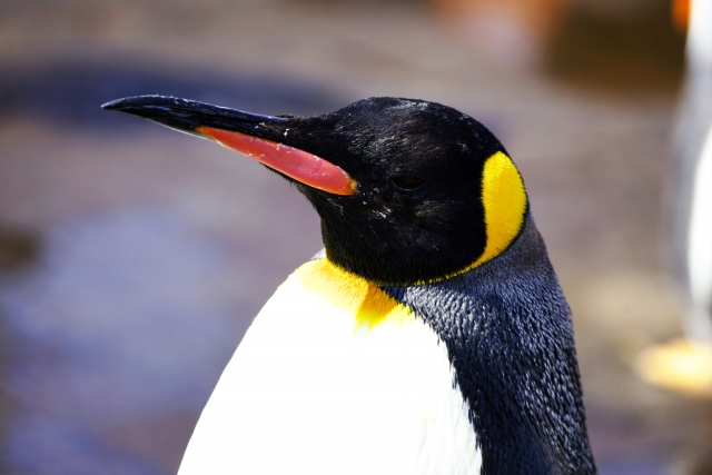 ペンギン会員は原価発言
