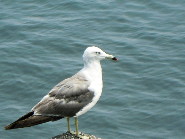 退職代行モームリの非弁行為と強制捜査について思うことと今後の当ブログでの対応